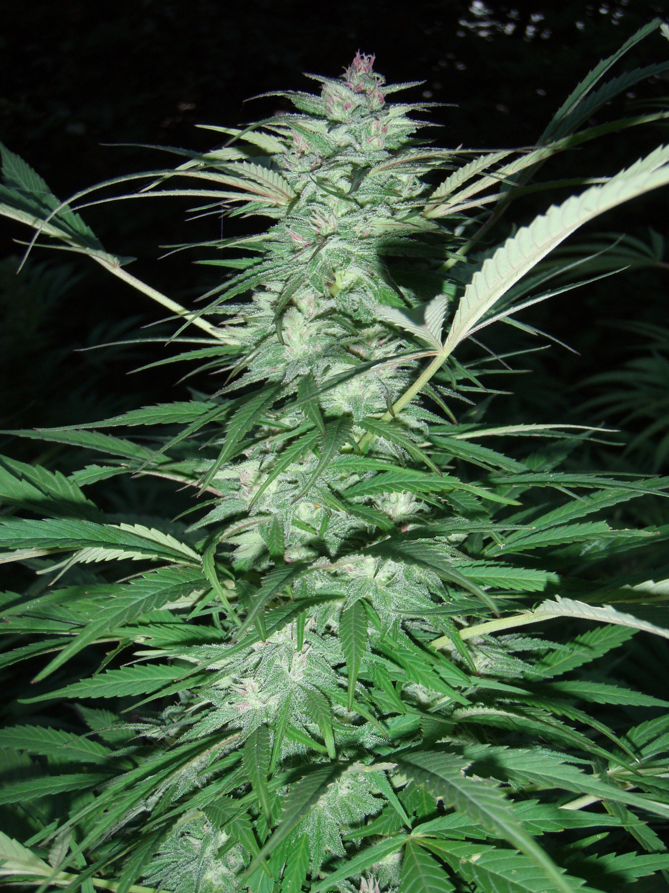 Serious 6 Regular Seeds