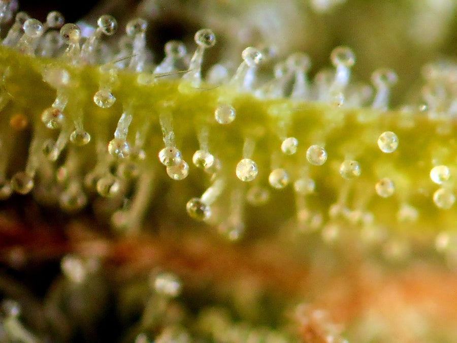Badazz OG Cheese Feminised Seeds - BULK x 100