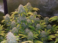 Bruce Banner Feminised Seeds - BULK x 100