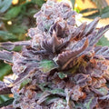 Semillas feminizadas de Purple Strawberry Bliss