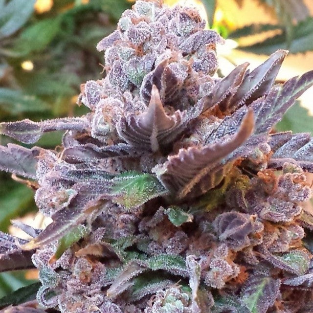 Feminisierte Samen der Sorte Purple Strawberry Bliss