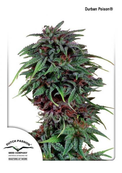 Semillas regulares de Durban Poison