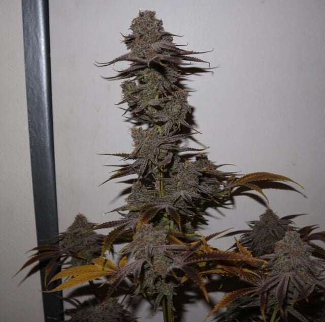 Feminisierte Samen der Sorte „Purple Strawberry Sherbet“
