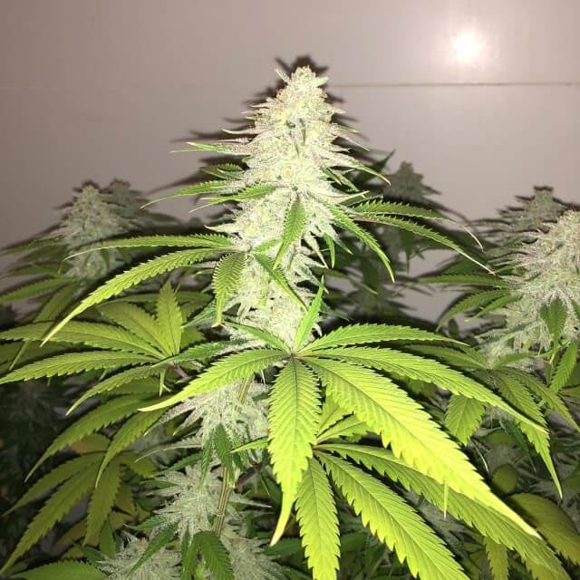 Semillas feminizadas Wedding Cake S1