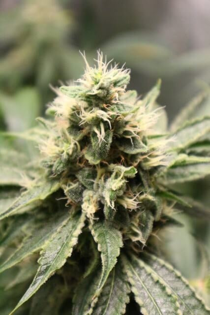 Chemhead OG feminisierte Samen
