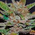 Bubba Haze reguläre Samen