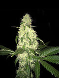 Semillas regulares de Afghaniberry (edición limitada)