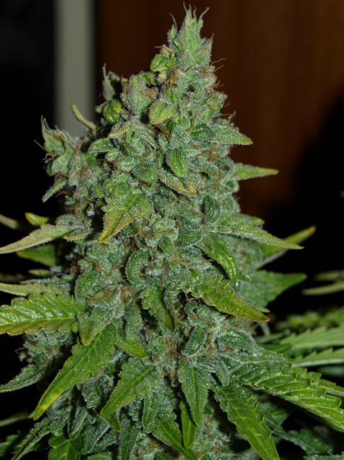 Blue Monster Feminised Seeds - BULK x 100