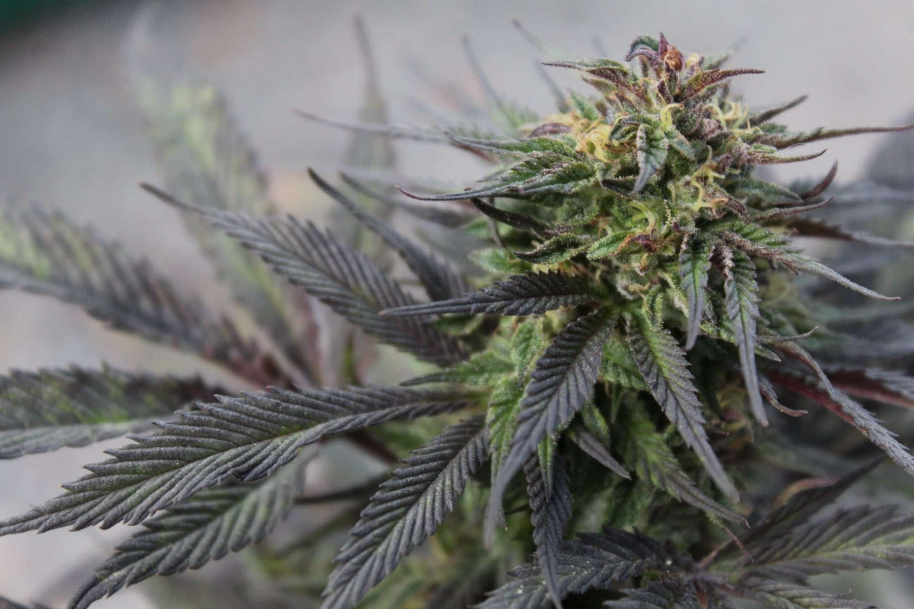 Girl Scout Cookies Feminisierte Samen - Großpackung x 100
