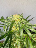 Semillas feminizadas de Jack Herer Auto - A GRANEL x 100