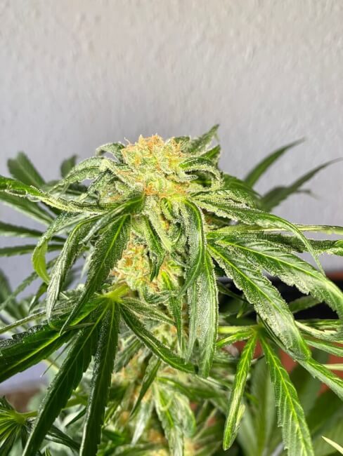 Semillas feminizadas de Jack Herer Auto - A GRANEL x 100