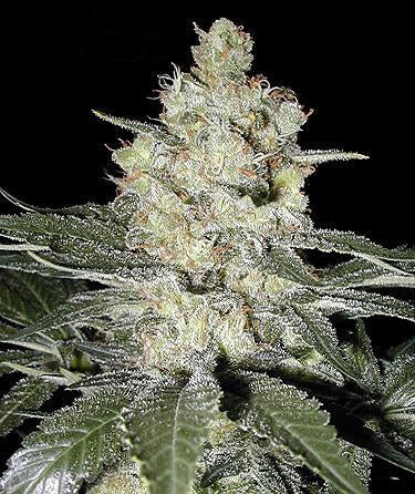 Moby Dick Feminised Seeds - BULK x 100