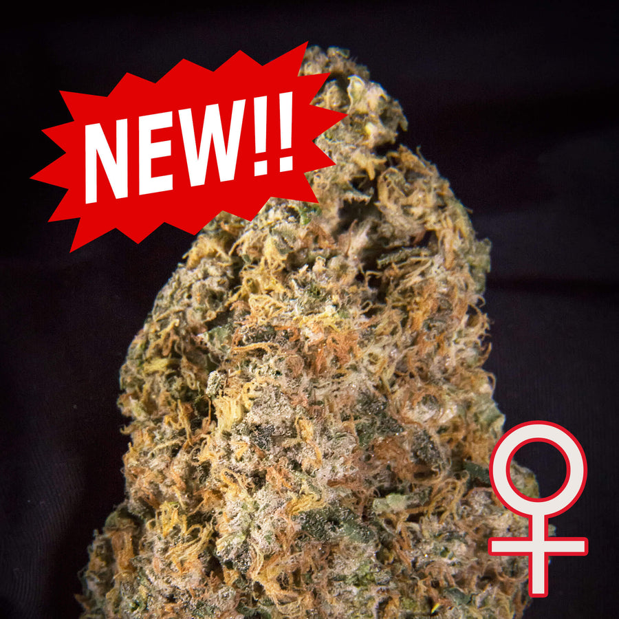 Diamond Queen Kush Auto Feminisierte Samen