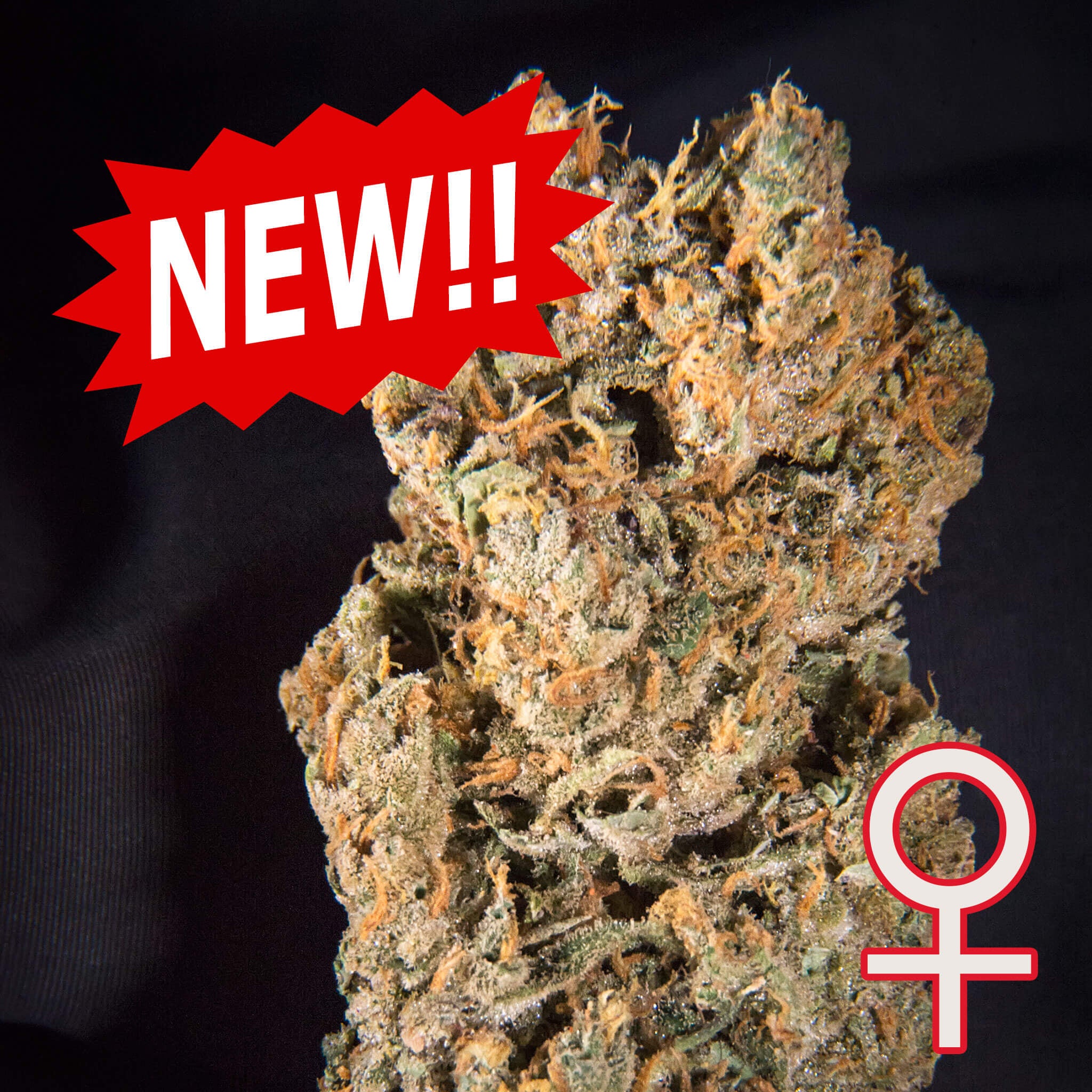 Space Mango Auto Feminisierte Samen