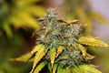 Semillas feminizadas Tiger-One Kush CBD 1:1 Auto - A GRANEL x 100