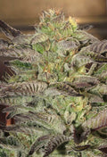Accord Feminised Seeds