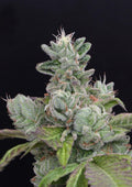 Bubba Cookies Feminised Seeds