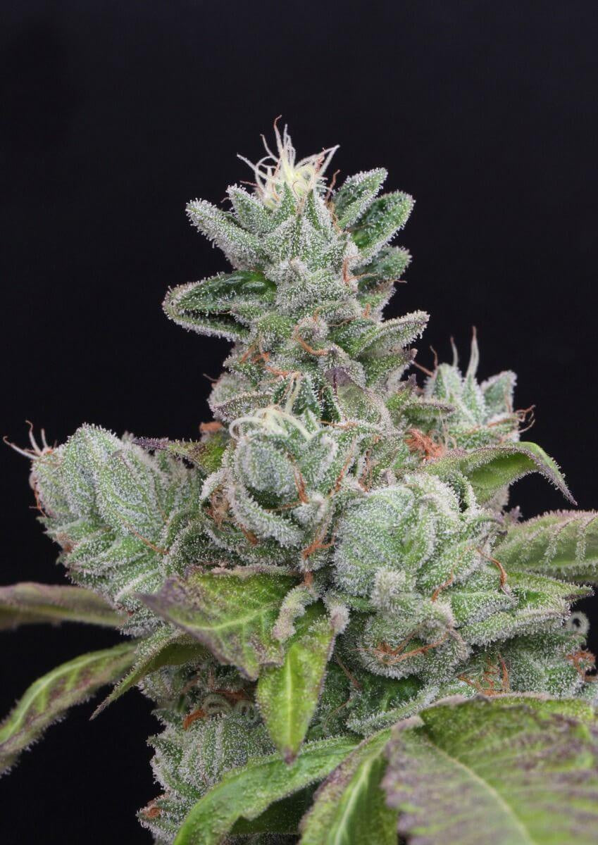 Bubba Cookies Feminised Seeds