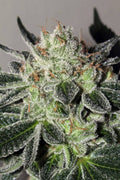 Cheese Cookies Feminised Seeds