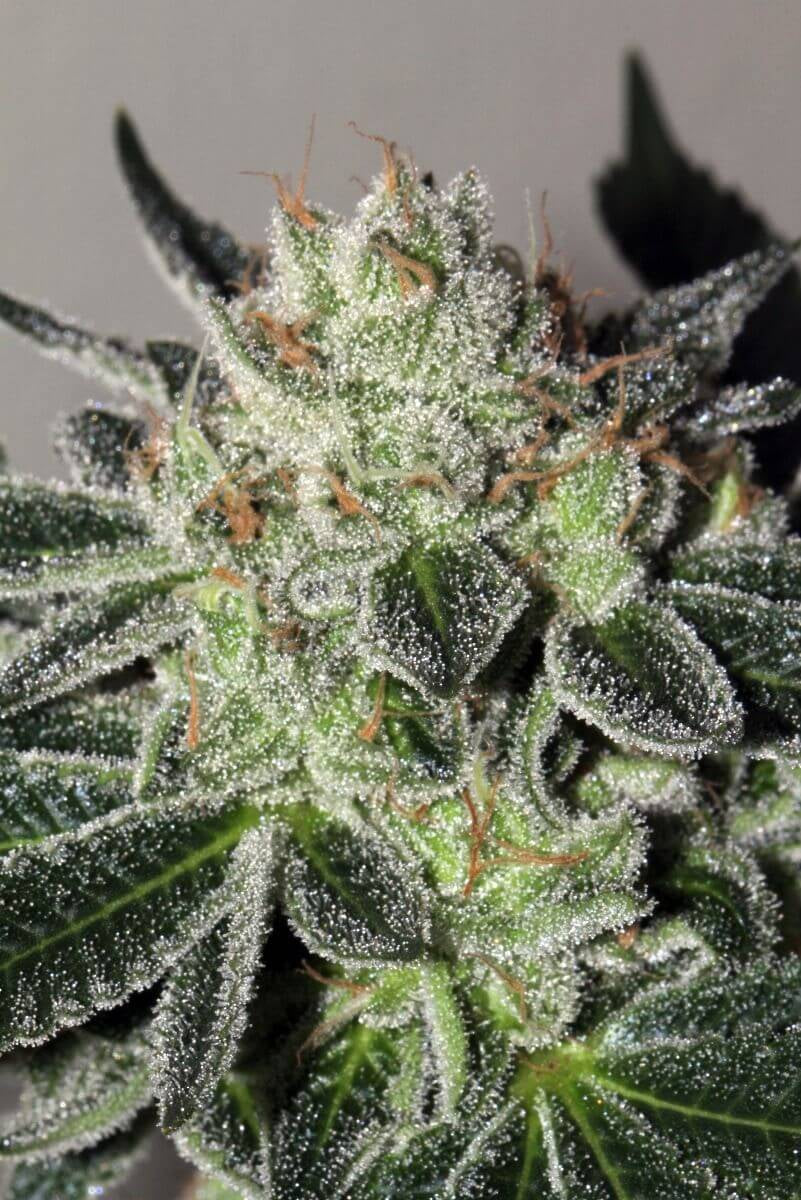 Cheese Cookies Feminised Seeds