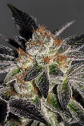 Cookies Feminised Seeds