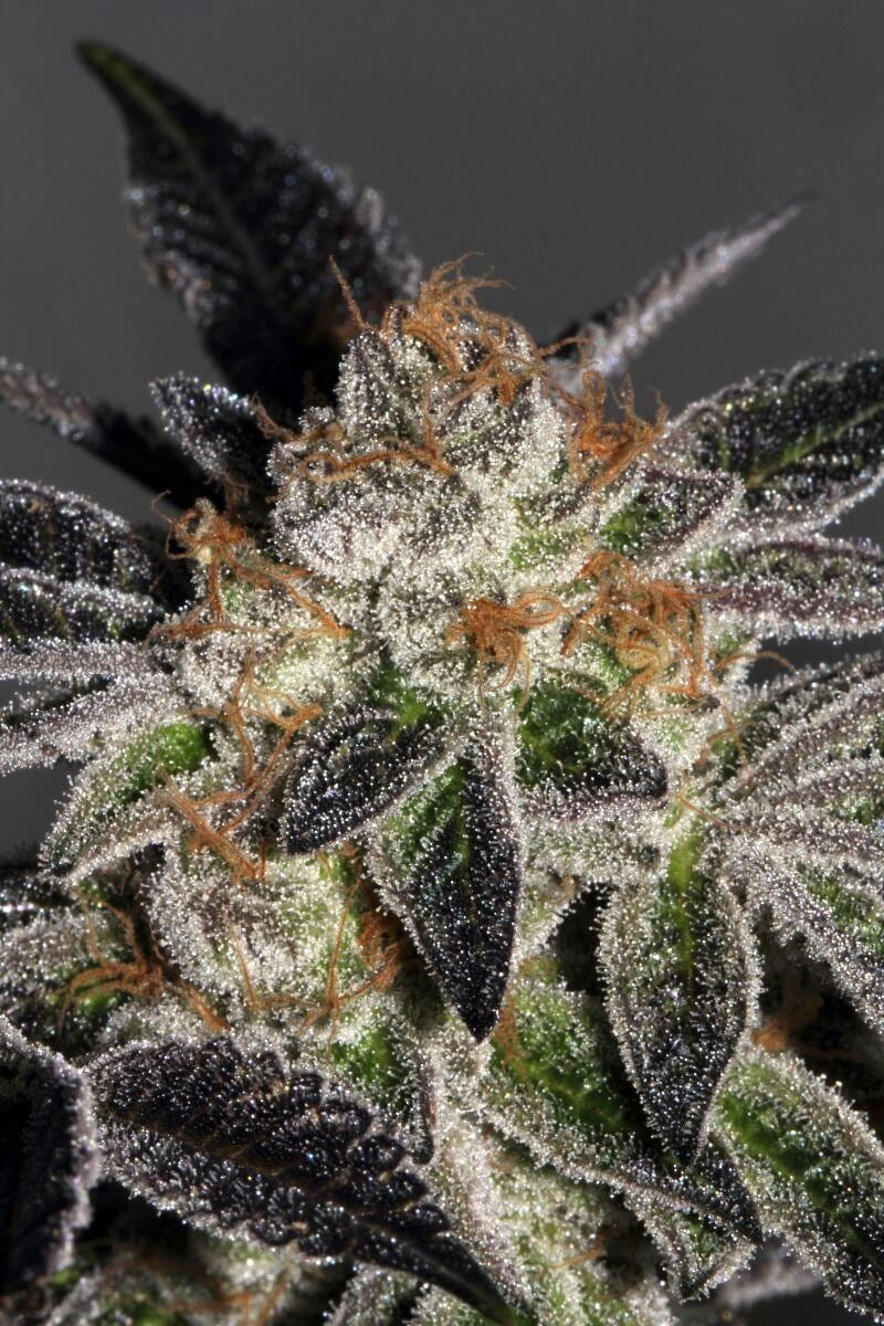Cookies Feminised Seeds