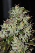 Fire Afghan Cookies Feminised Seeds