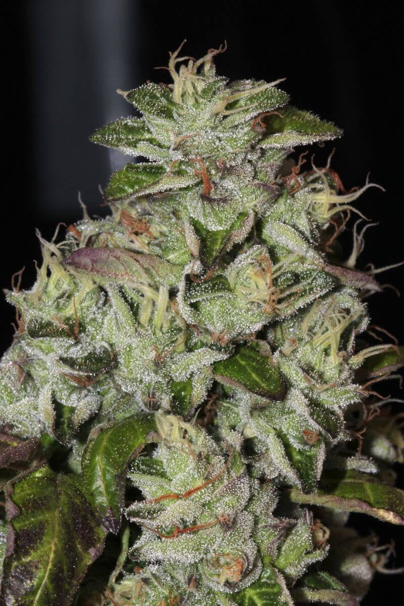Fire Afghan Cookies Feminised Seeds