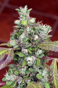 Pure Kush Cookies Feminised Seeds