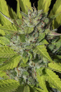 Sister Cookies Feminised Seeds