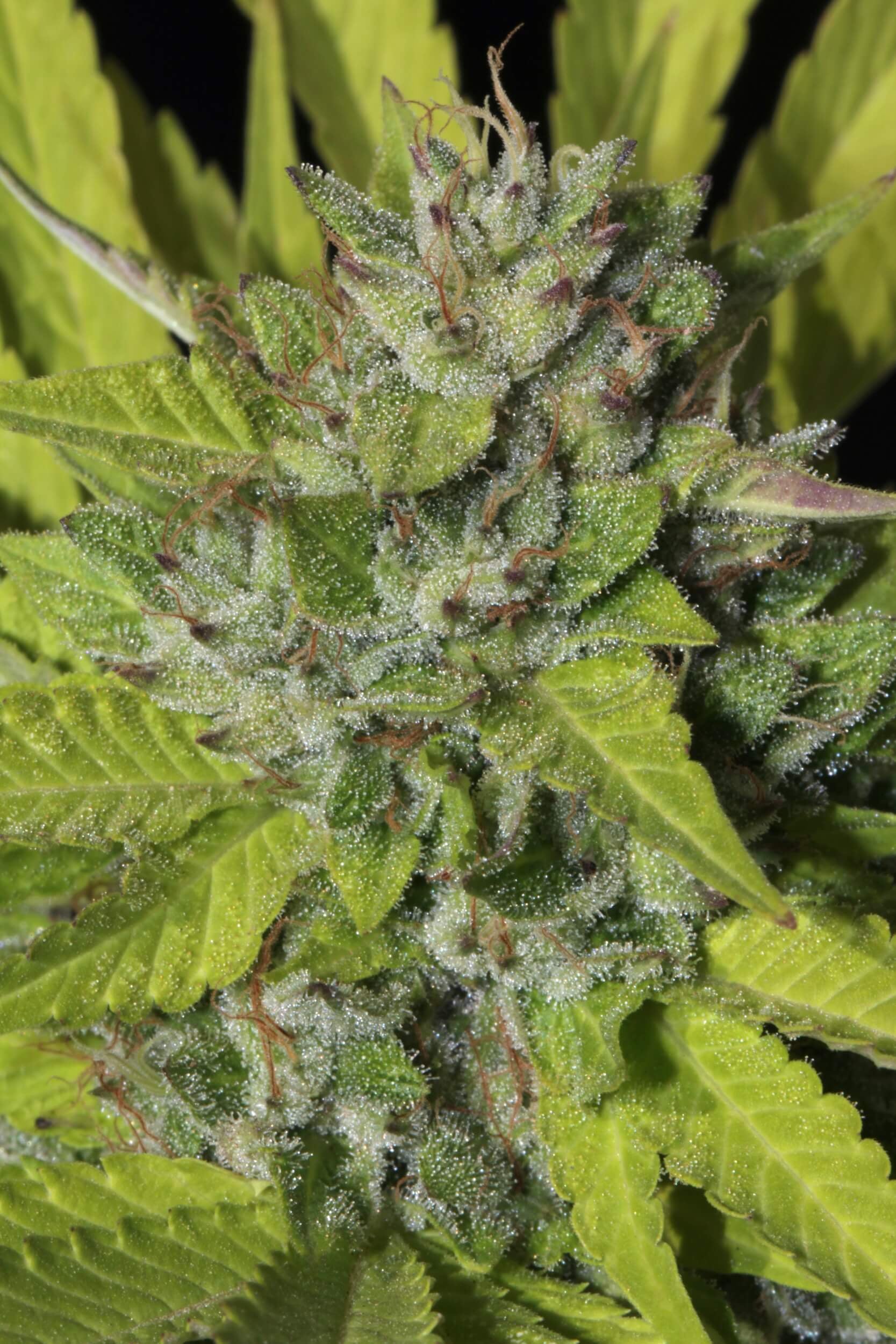 Sister Cookies Feminised Seeds