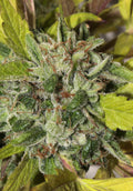 Matriarch OG Regular Seeds