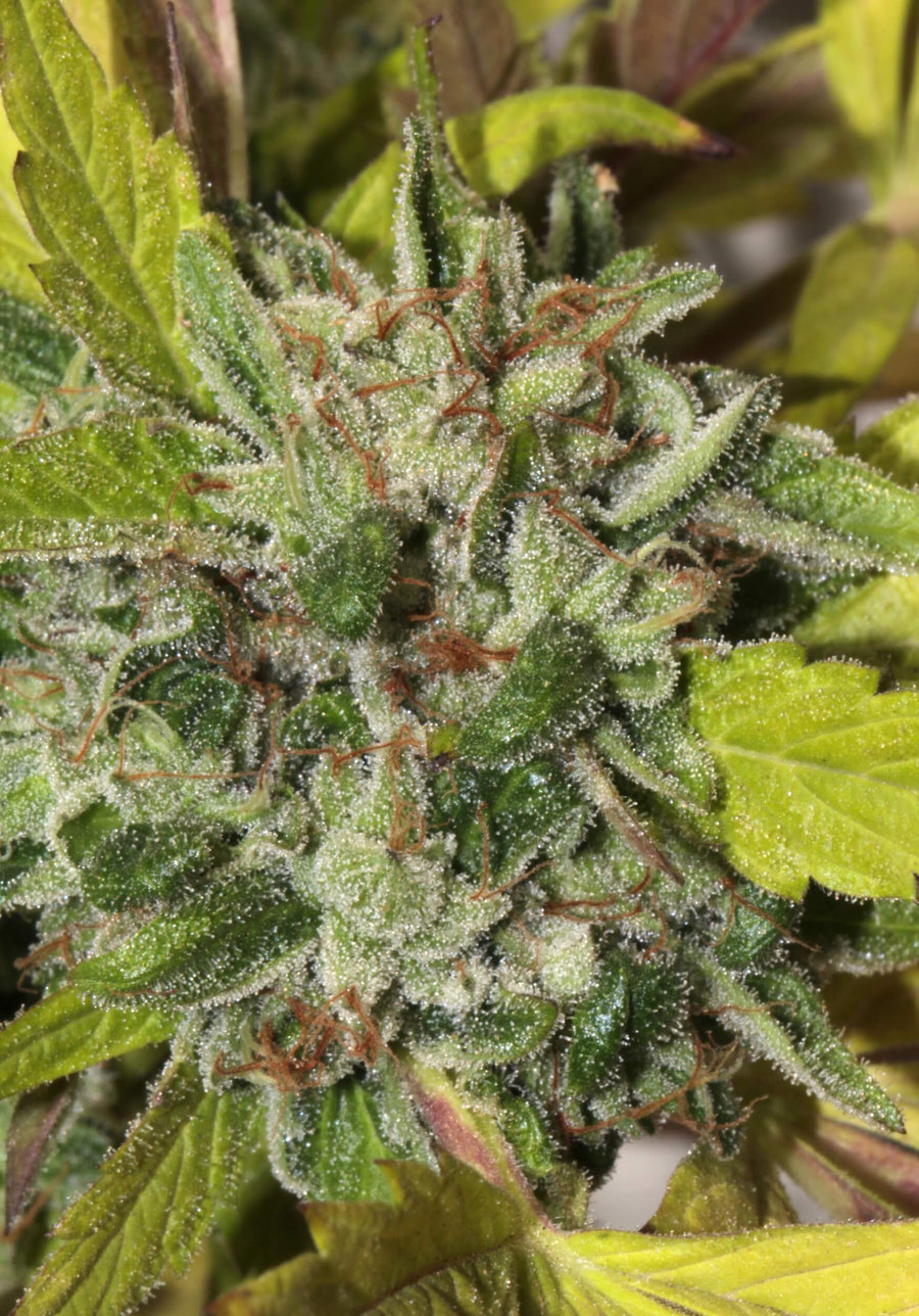 Matriarch OG Regular Seeds
