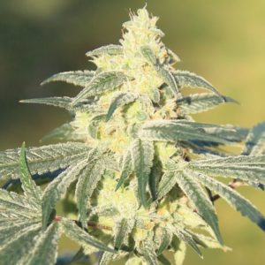 Gorilla Glue #4 x GSC FAST Feminisierte Samen - Großpackung x 100
