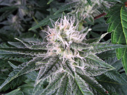 Stardawg feminisierte Samen - Großpackung x 100