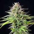 Blue Cheese Feminised Seeds - BULK x 100