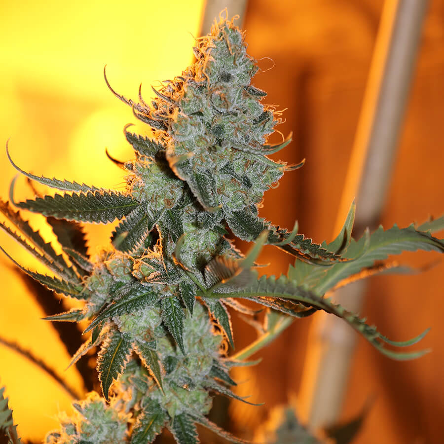 Asian Persuasion Regular Seeds