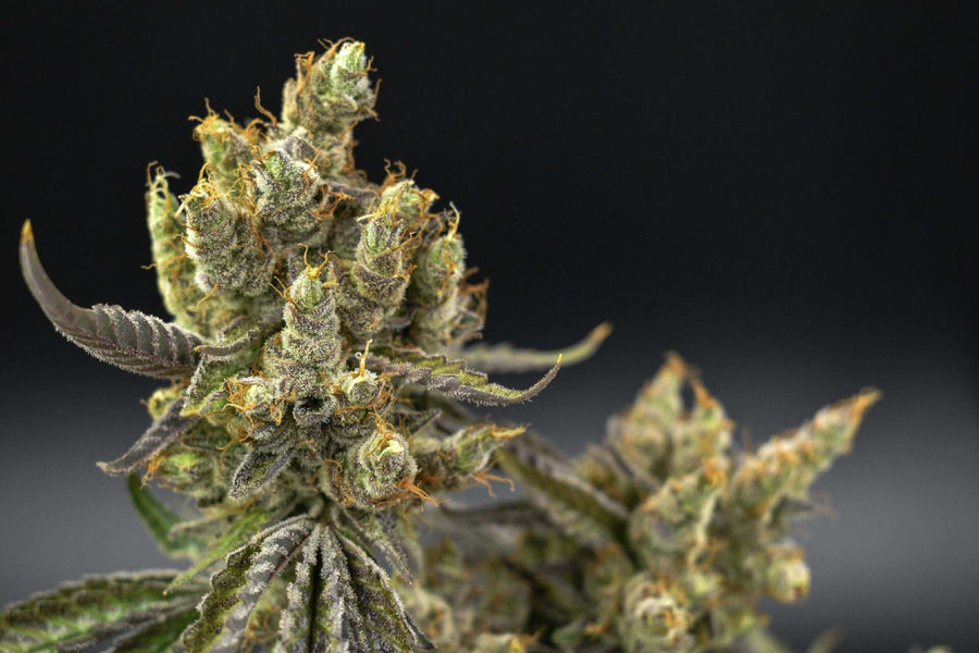Astrosnaps Regular Seeds