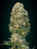 Female Mix Feminised Seeds