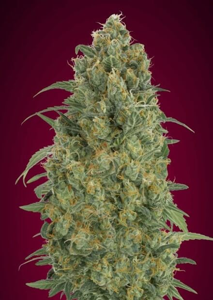 Collection #5 Auto Feminised Seeds