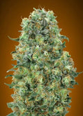 Collection #6 Feminised Seeds