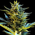 Semillas feminizadas de Bride Cake Auto
