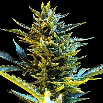 Semillas feminizadas de Bride Cake Auto