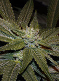 Semillas regulares de Elixir CBD