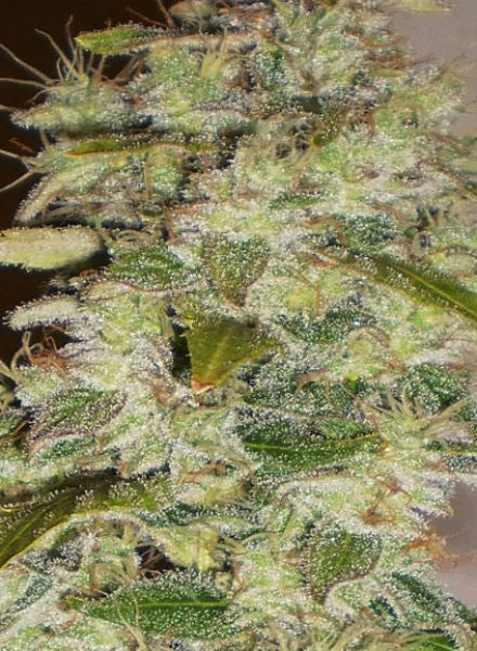 Truly Fruity Regular Seeds