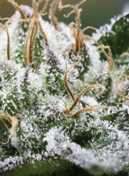 Semillas regulares de Bubba God