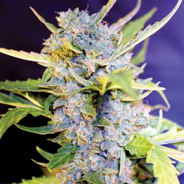 Fro-Yo Auto Feminised Seeds