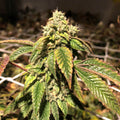 Semillas feminizadas de Blue Sherbalato