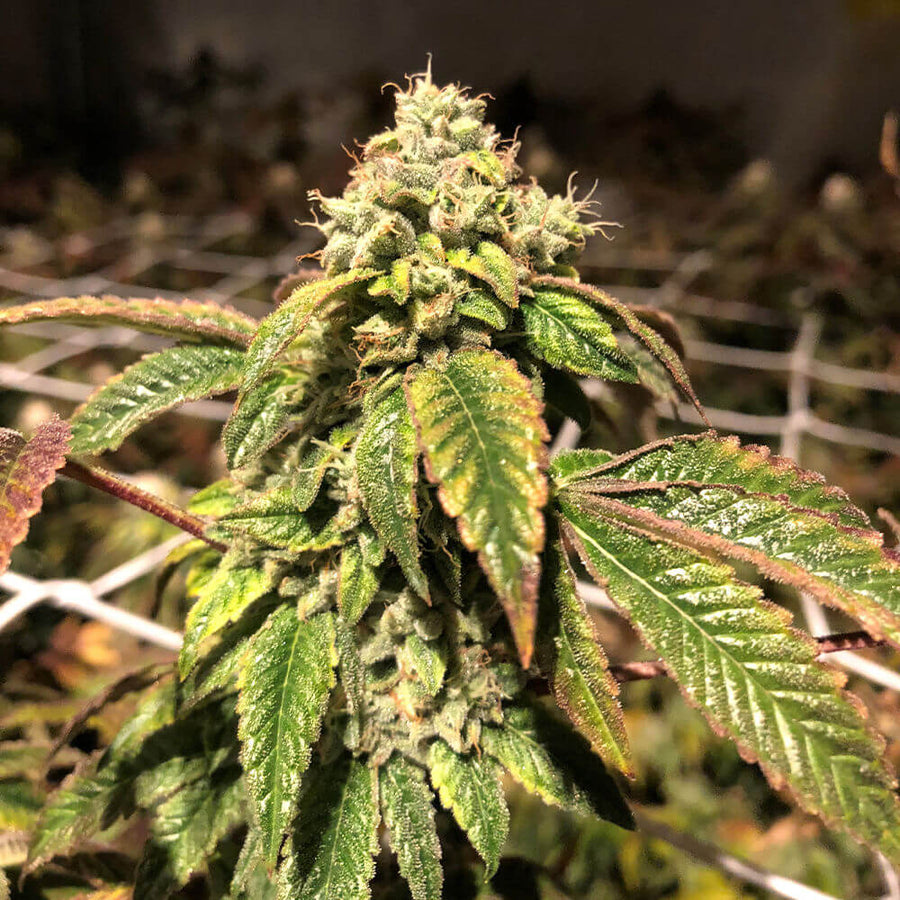 Blue Sherbalato Feminised Seeds