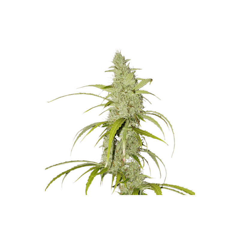 Creeper Auto Feminised Seeds